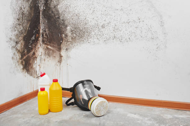 Best Mold Remediation  in Una, WA
