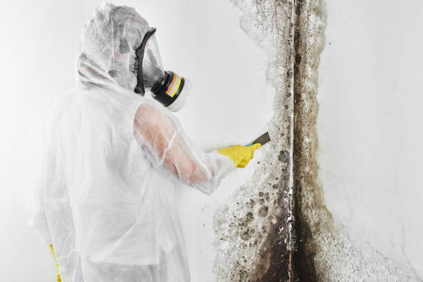 Professional Mold Removal in Wauna, WA