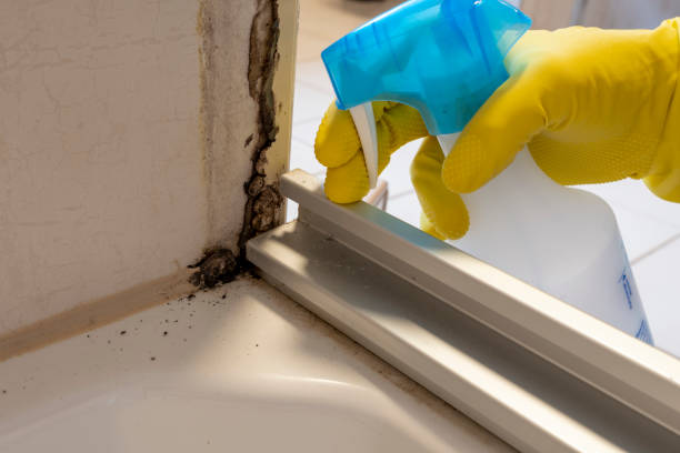 Best Black Mold Removal  in Una, WA