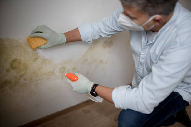 Best Emergency Mold Removal  in Una, WA