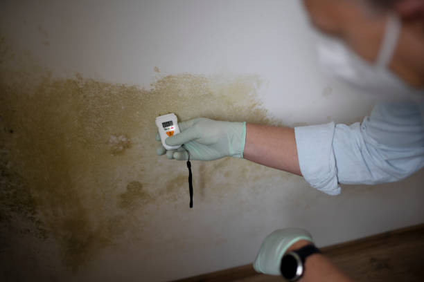 Best Best Mold Removal Companies  in Una, WA