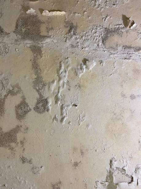 Best Same-Day Mold Removal  in Una, WA