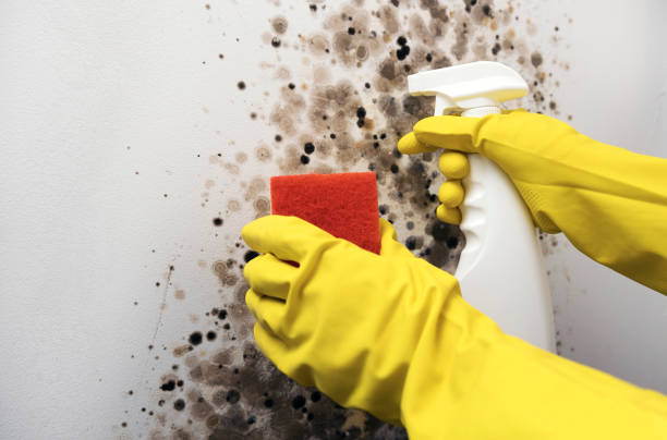 Best Local Mold Removal Service  in Una, WA