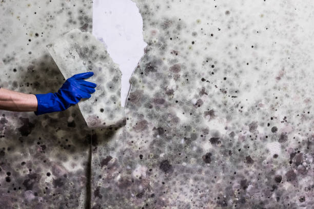 Best Mold Removal Company Near Me  in Una, WA